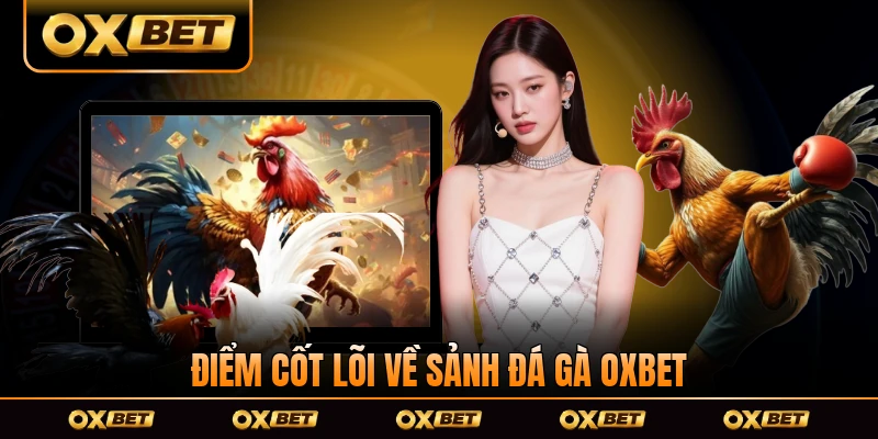 Điểm cốt lõi về sảnh đá gà OXBET năm 2026