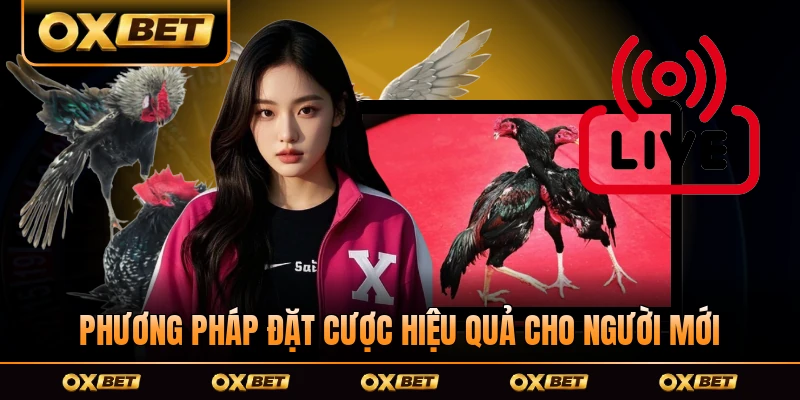 Phương pháp đặt cược hiệu quả cho người mới OXBET